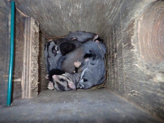 Landcare Australia grant provides nest boxes
